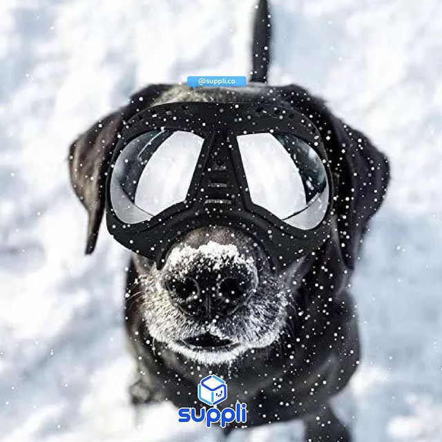 Gafa mascota + estuche-OR84