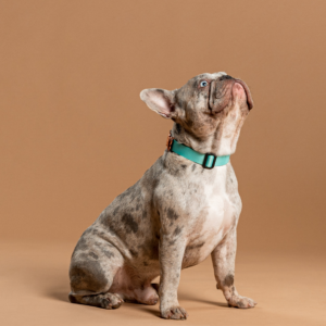 Collar Verde Menta Unicolor Gold